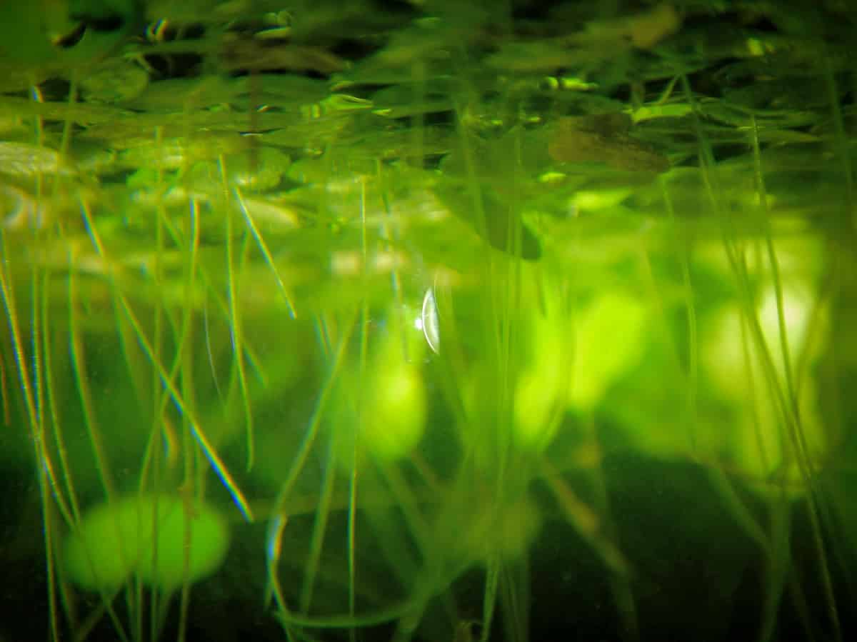 An underwater view looking up at a duckweed colony from below: a canopy of green fronds floats along the water's surface across the top of the frame, with dozens of pale, thread-like roots hanging straight down into the darker water below, lit a luminous green by sunlight filtering through from above.