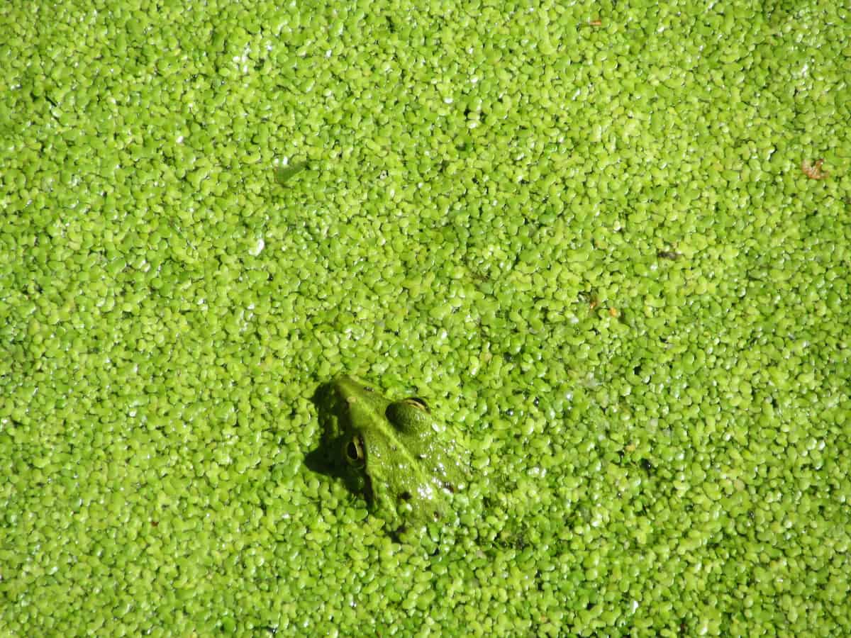 A pond surface completely carpeted in common duckweed, an unbroken sheet of tiny bright-green fronds filling the frame. The head of a green frog breaks through near the centre, eyes and snout just above the duckweed, its body hidden beneath the mat.