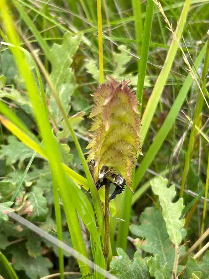 A crested cow-wheat spike past flowering, its comb-toothed bracts turned yellow-green with a purple flush at the tip, the shrivelled remains of flowers blackened at the base. Growing among grasses and lobed green leaves.