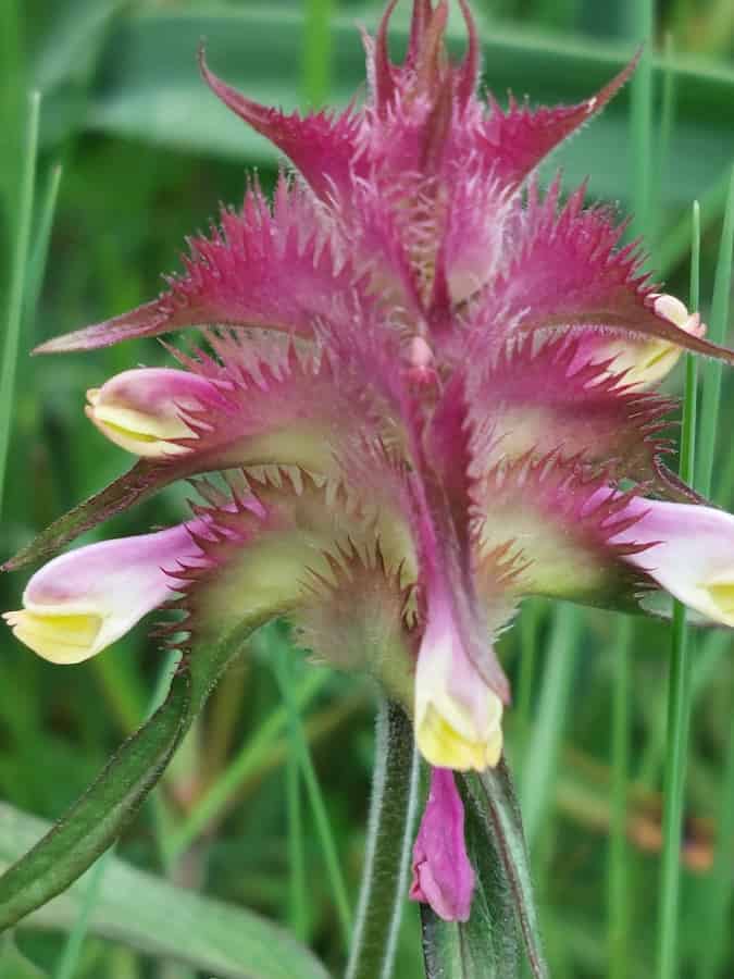 Close-up of a crested cow-wheat spike with deep magenta bracts, their edges cut into long fine comb-like teeth. Pale yellow tubular flowers with pink-white tubes emerge between the bracts, which shade to green towards the base of the spike.