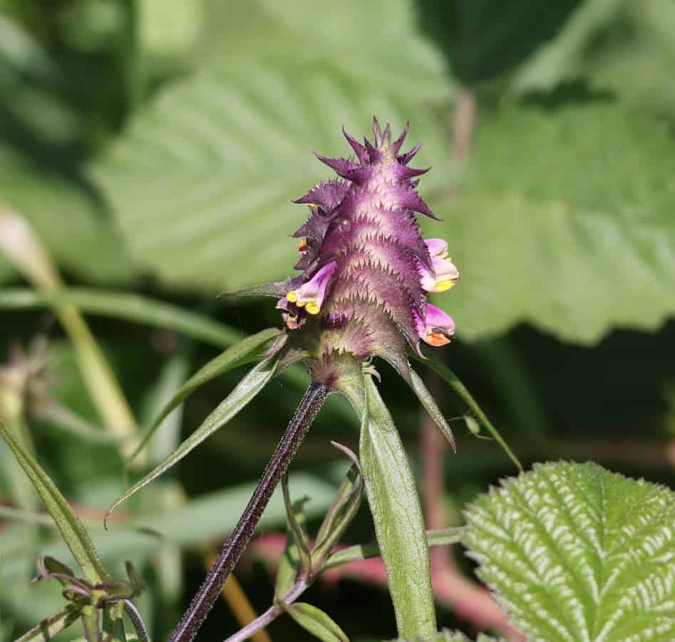 A crested cow-wheat spike with dark purple comb-toothed bracts, several small pink flowers with bright yellow lips opening between them. Long narrow green bract tips spread outwards below the spike, against a background of bramble leaves.