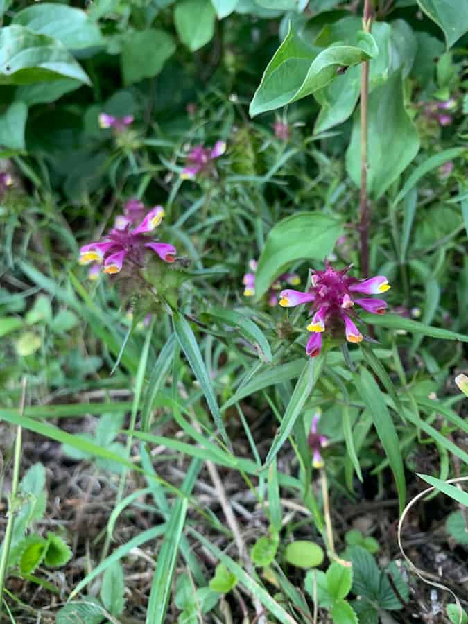 Several crested cow-wheat plants growing among grasses at a shaded woodland edge, each stem topped by a spike of pink-purple bracts with tubular pink flowers marked with bright yellow. Narrow untoothed leaves below the spikes.