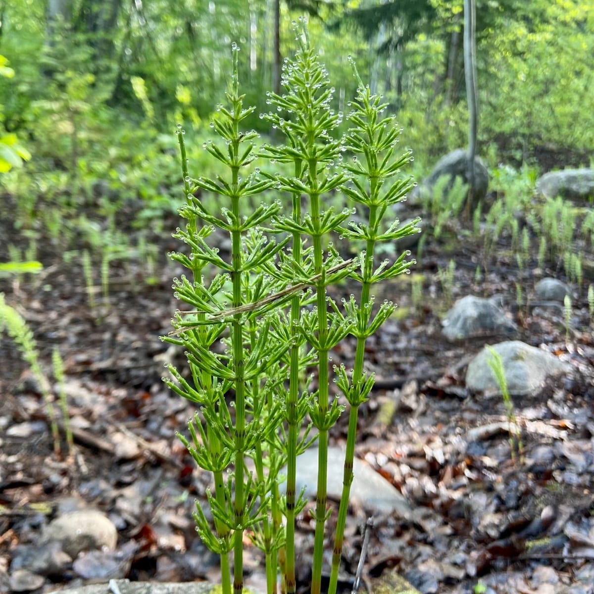 Equisetum arvense