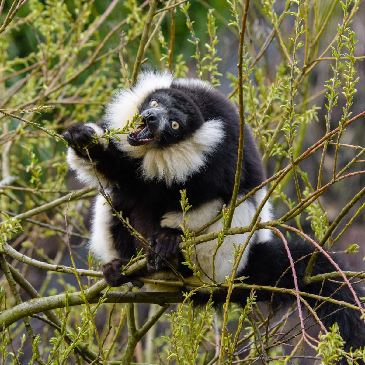 Why Do Lemurs Always Return to the Same Tree?