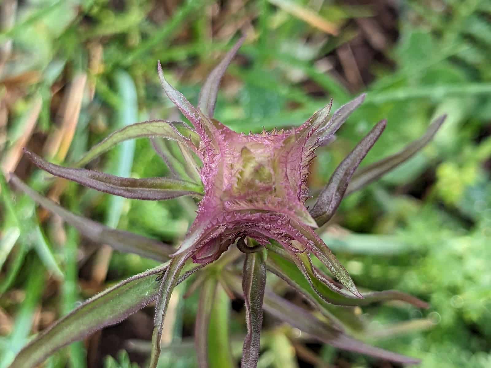 Crested cow-wheat spike viewed from directly above, showing its square cross-section: four faces of pink-purple bracts, each edged with fine comb-like teeth, with long narrow green bract tips radiating outwards in four directions.