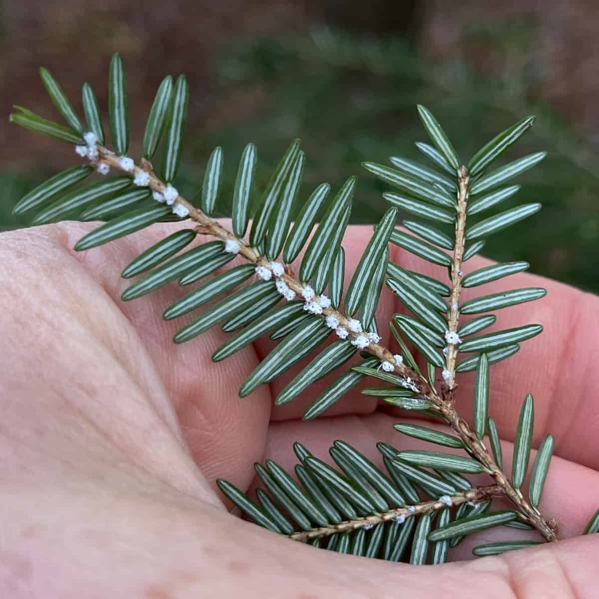 An open hand cupping a conifer twig, viewed from below. The needles are green with two pale stripes on the underside, and small woolly white specks are clustered along the twig where the needles join it.