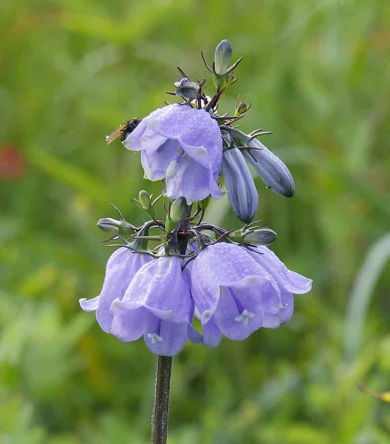 An upright stem carrying two tiers of pale violet, bell-shaped flowers, each tier a ring of blooms hanging outward from the same point on the stem. Pointed buds sit among them, still closed and darker in colour. A small insect rests on the uppermost flower. The background is blurred green grass.
