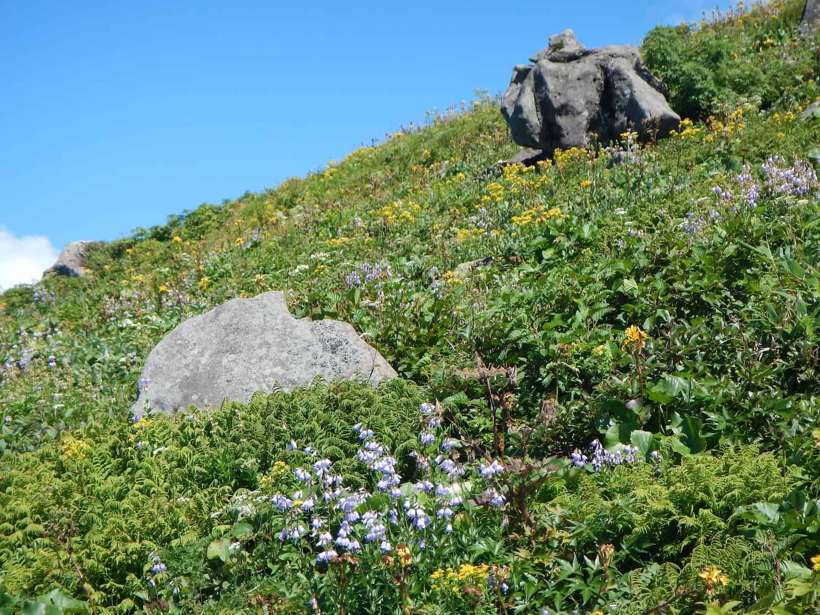 A steep grassy hillside under a clear blue sky, densely covered with low vegetation, ferns and scattered boulders. Spikes of pale violet bell-shaped flowers rise through the greenery in the foreground and across the slope beyond, mixed with yellow and white flowers of other species.
