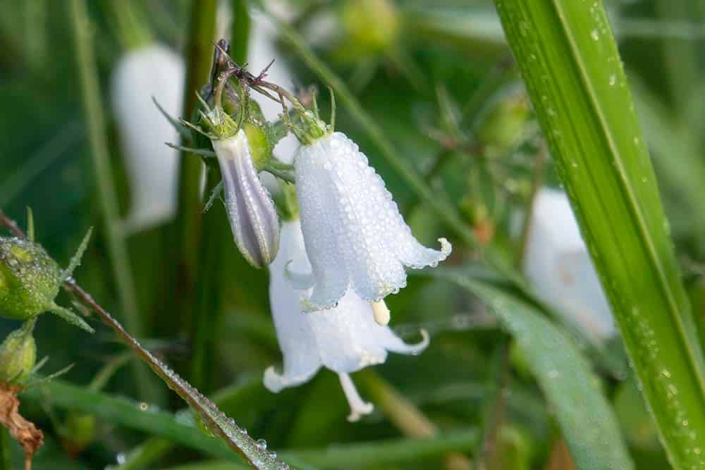 A close-up of a white bell-shaped flower hanging among wet grass, its outer surface covered in dew droplets. The three-lobed style projects from the open mouth of the bell. Beside it a narrow bud, still closed and tinged with violet, sits below the green sepals.