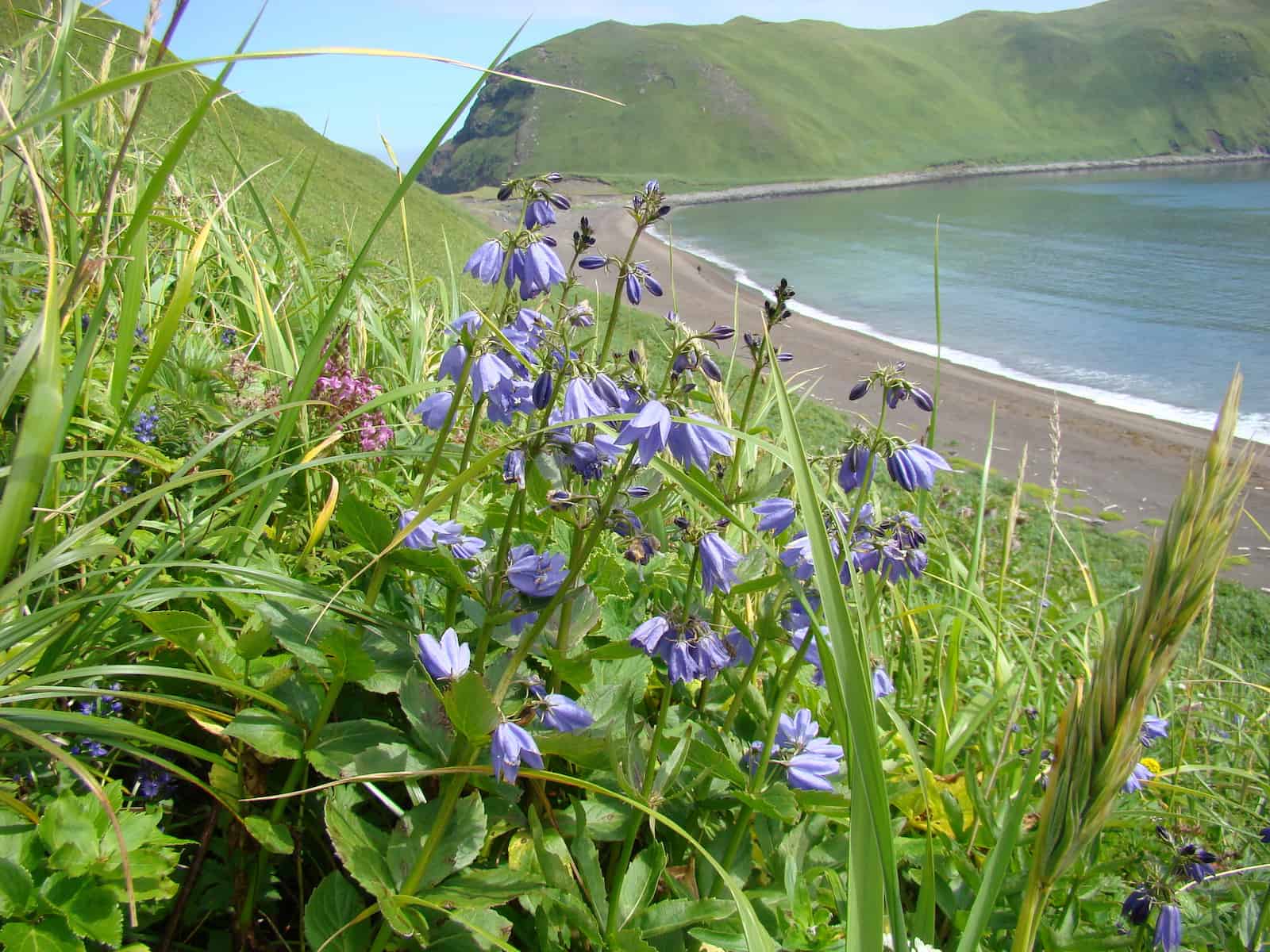 A stand of violet bell-shaped flowers growing in rough coastal grass on a slope above a curving sandy beach. Buds and open blooms are carried on tall stems among broad toothed leaves, with green hills and calm blue sea behind.
