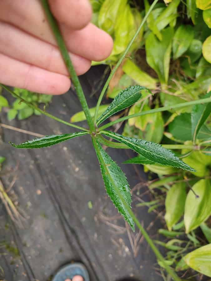 Looking down at a stem where four narrow, lance-shaped leaves radiate from a single point, evenly spaced around it. Each has a glossy surface and a sharply toothed margin. A hand holds the stem steady; more whorled stems are visible nearby.