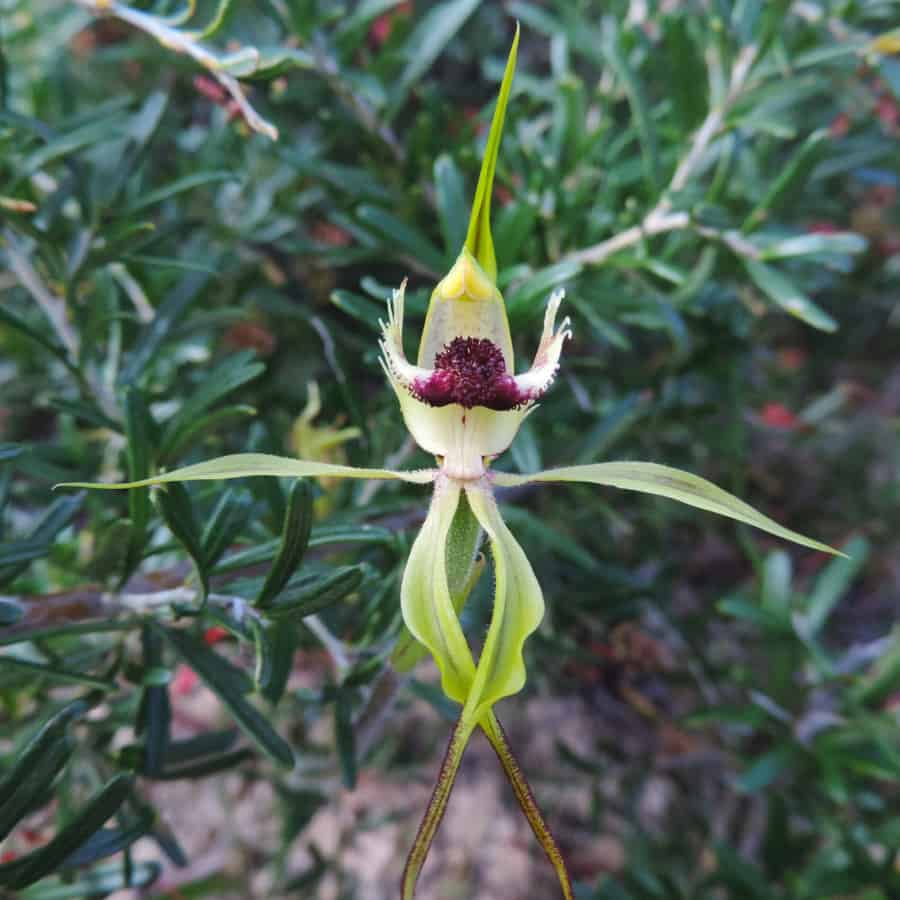 A pale yellow-green spider orchid flower seen face-on, its narrow sepals and petals spreading in six directions like legs — two held out sideways, two curving downwards and forwards, two trailing away below and tapering to dark reddish tips. At the centre a dense dark maroon mass of calli sits on the pale labellum, whose margins are fringed with fine white teeth. The dorsal sepal rises behind, hooding the yellow-tipped column. Behind the flower is a shrub with narrow dark green leaves.