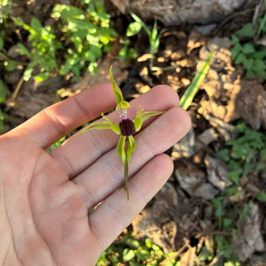 An open hand cupping a small yellow-green spider orchid flower, which spans roughly the width of two fingers. Its narrow sepals and petals radiate outwards and trail downwards across the palm, tapering to fine points. At the centre a dense dark maroon patch of calli sits on the pale labellum, the column rising behind it flecked with red. Beyond the hand, dappled sunlight falls on leaf litter and low green foliage.