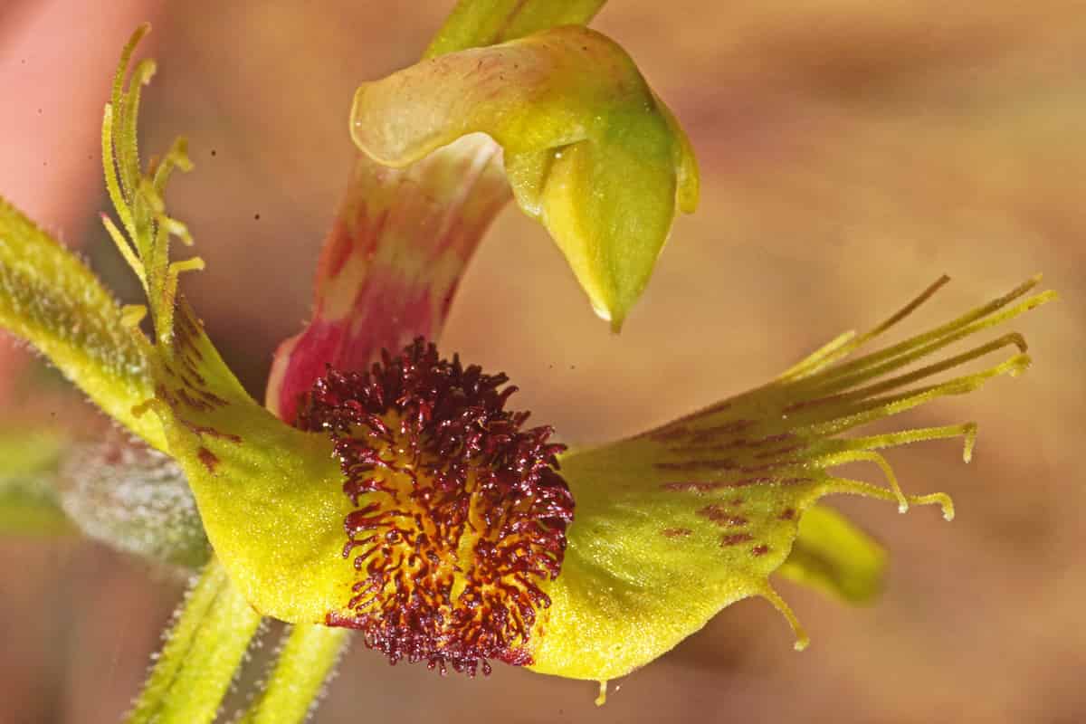 Close-up of a spider orchid labellum, broad and bright yellow-green with fine red streaks, its margins fringed with slender curved teeth. Rows of crowded club-shaped calli cover the centre, dark maroon at the edges and grading to orange-yellow along the middle. Behind, the column arches over in a hood, red-striped at its base and yellow-green towards the tip. A hairy stem and narrow segments cross the lower left of the frame.
