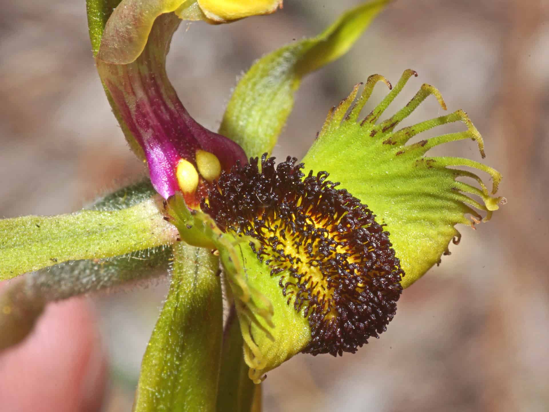 Close-up of a spider orchid labellum, broad and yellow-green, its outer edge fringed with curved comb-like teeth. Across the centre sit rows of densely crowded, club-shaped calli — near-black at the margins, grading to orange and yellow along the middle. Behind the labellum the column arches away, its underside bright magenta, with two small yellow bodies at its base. Narrow green sepals and petals radiate outwards; a fingertip is just visible at the lower left, steadying the flower.