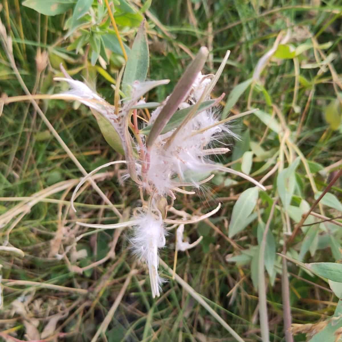 Dwarf fireweed gone to seed. Several long narrow capsules have split open along their length and curled back into strips, releasing masses of white silky hairs still clinging to the plant. One unopened capsule remains, held upright above the grey-green leaves, among dry grass and other low vegetation.