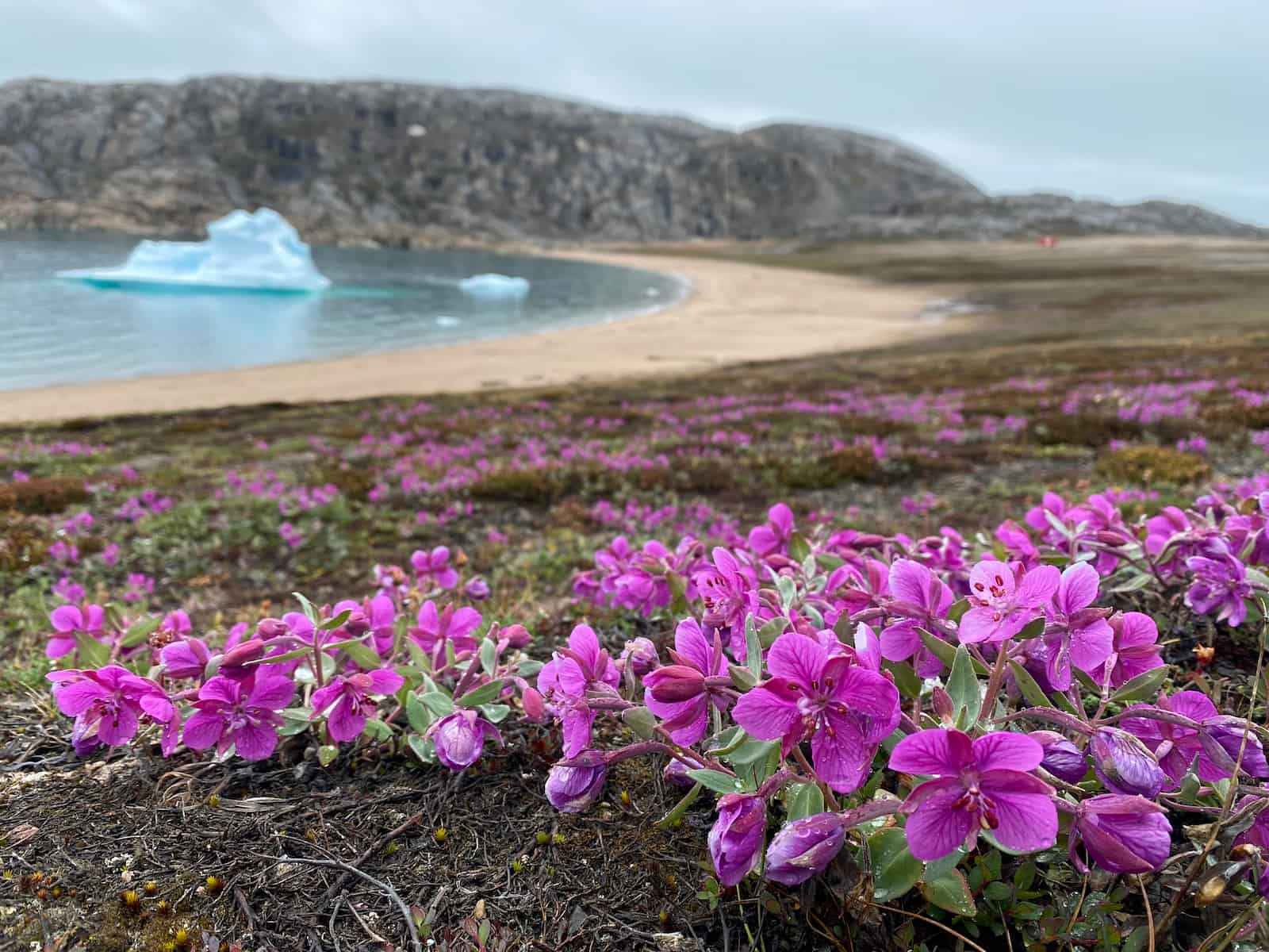 A low carpet of dwarf fireweed in full flower across dark gravelly ground, the bright magenta four-petalled blooms and plump buds beaded with rain, with grey-green leaves on short reddish stems. The flowering spreads back across the tundra towards a curving sandy beach, a small blue iceberg grounded in the shallows, and low rocky hills under an overcast sky.