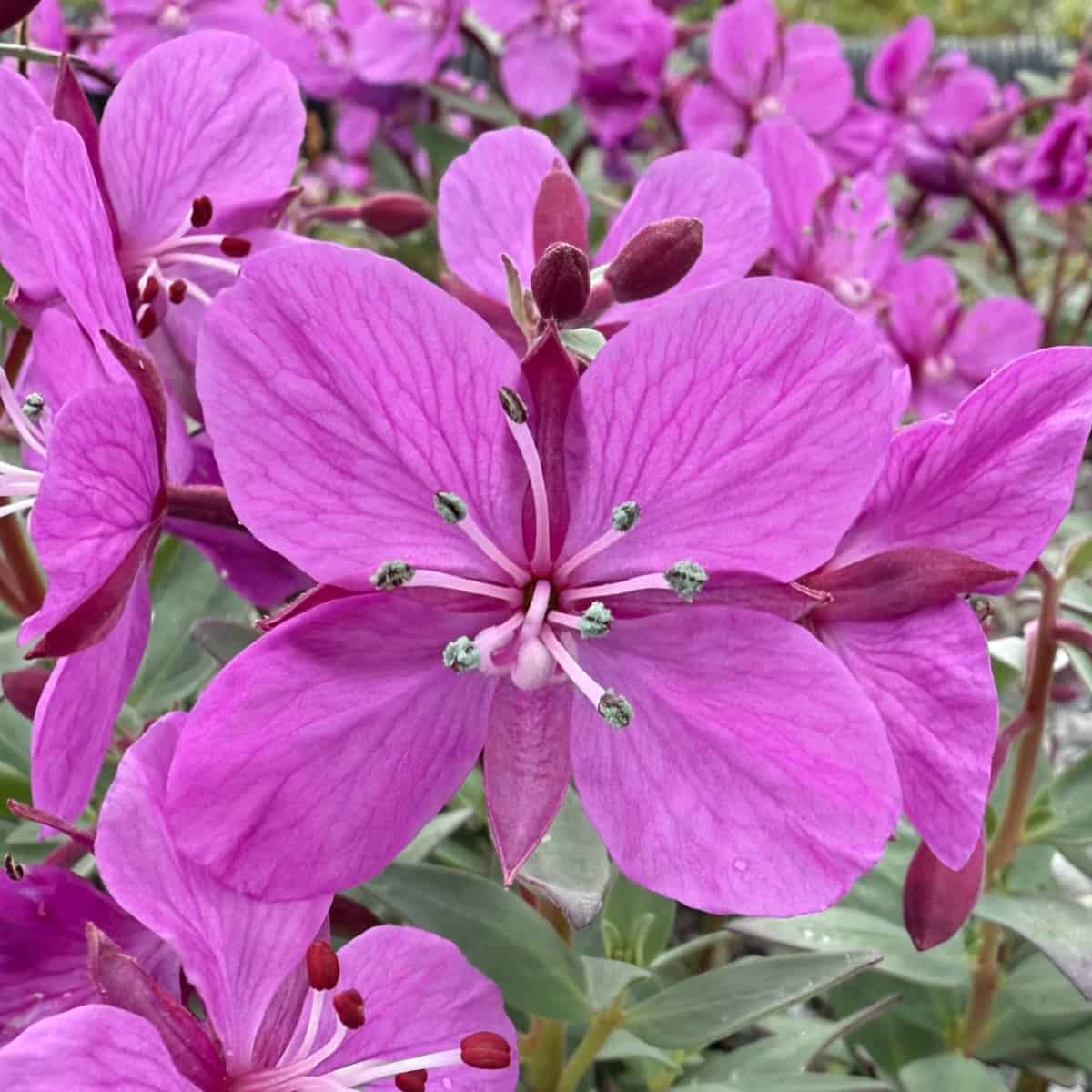 Close-up of a dwarf fireweed flower, showing four broad magenta petals veined in darker pink, the lower pair slightly smaller than the upper. Eight pale filaments radiate from the centre, tipped with anthers dusted grey with pollen, and a white style curves down among them. Deep red-purple sepals show between the petals, with unopened buds of the same colour behind and more flowers filling the frame.
