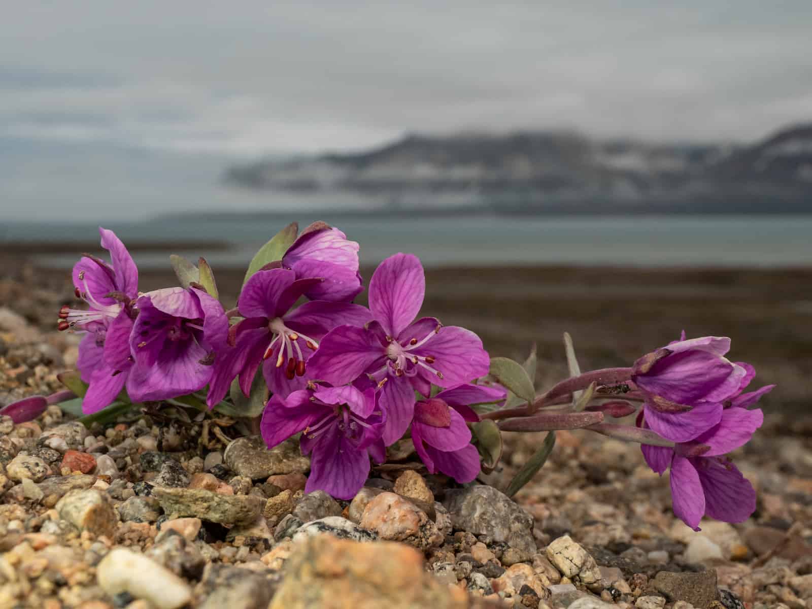 A low clump of dwarf fireweed in flower on a bare gravel bar, photographed at ground level. Magenta four-petalled flowers with dark red anthers cluster on short reddish stems that sprawl sideways across the stones, with a few unopened buds among them. Behind, out of focus, lies a shallow bay and a long snow-streaked ridge under heavy cloud.