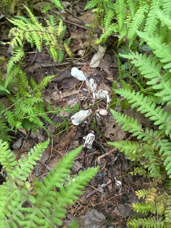 Ghost Pipe stems with reddish-brown streaking on the petals, growing low among ferns and dead leaves on the forest floor.
