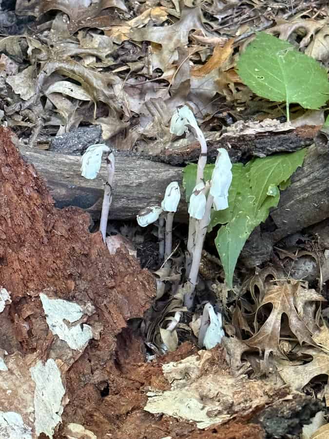 Cluster of Ghost Pipe (Monotropa uniflora) stems, several still nodding, emerging from leaf litter beside a rotting log in Central Park.