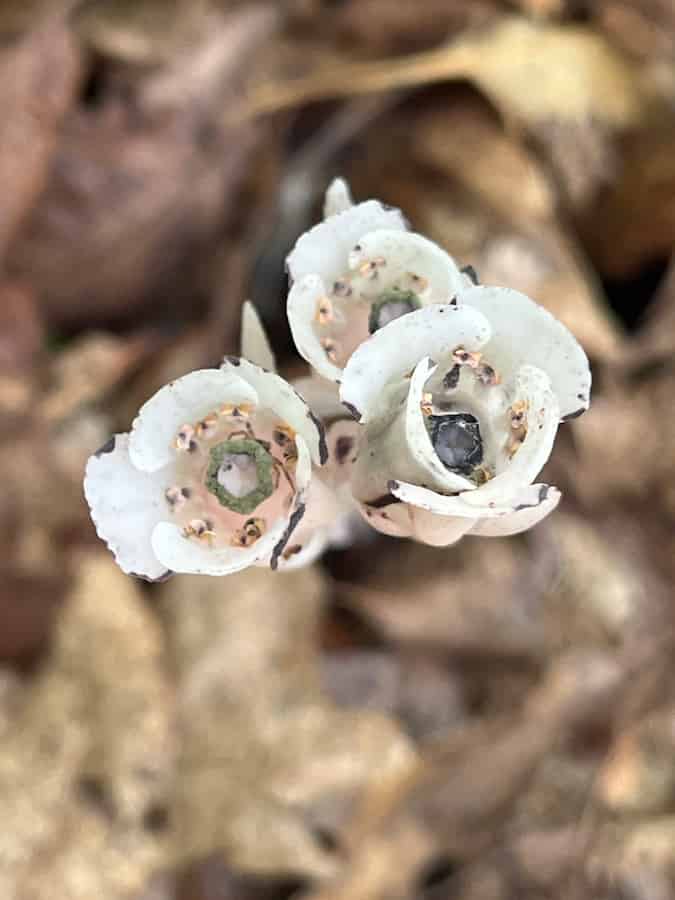 Three Ghost Pipe flowers viewed from above, petals curled back to show the ring of anthers inside each bell; one on the right has already blackened with age.