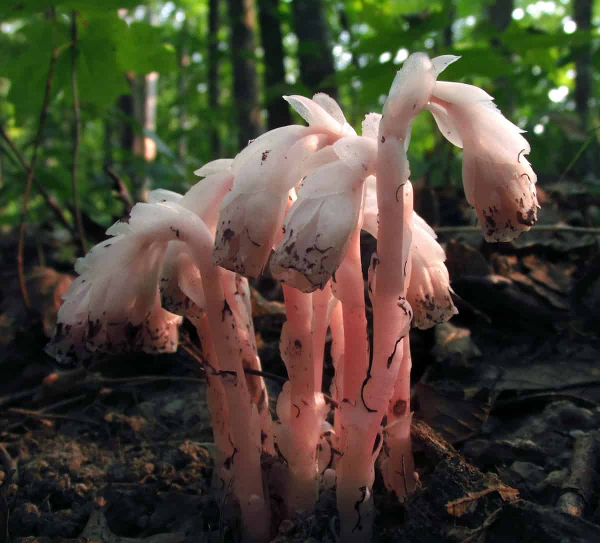 Cluster of Ghost Pipe stems and drooping bell flowers with a distinct pink flush, growing among leaf litter in dappled forest light.