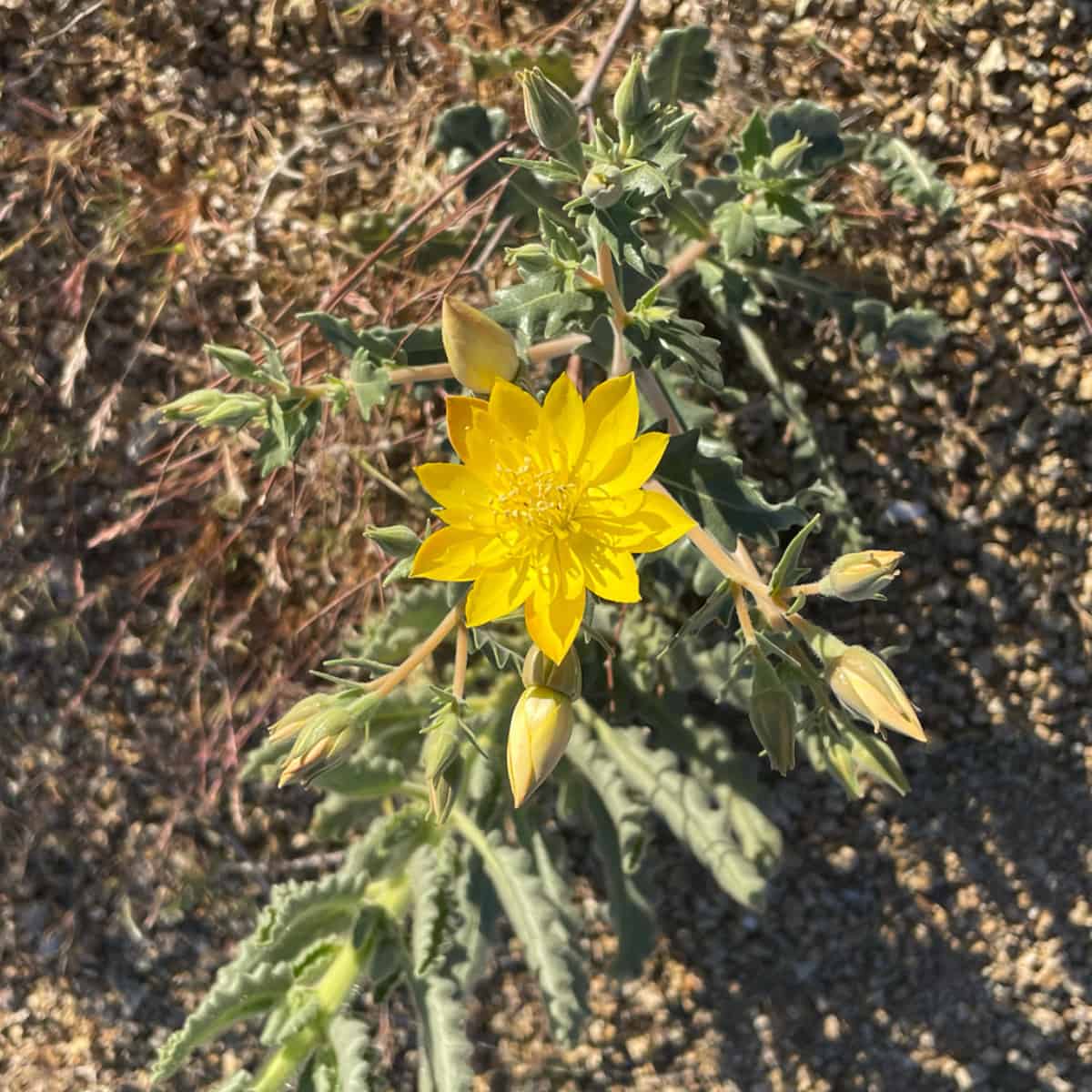 An open yellow flower seen from above, with roughly ten narrow pointed petals in an outer ring and a dense cluster of shorter yellow structures around a pale centre. Several closed cream-and-green buds and grey-green wavy-edged leaves surround it, against a background of pale gravel and dry vegetation.