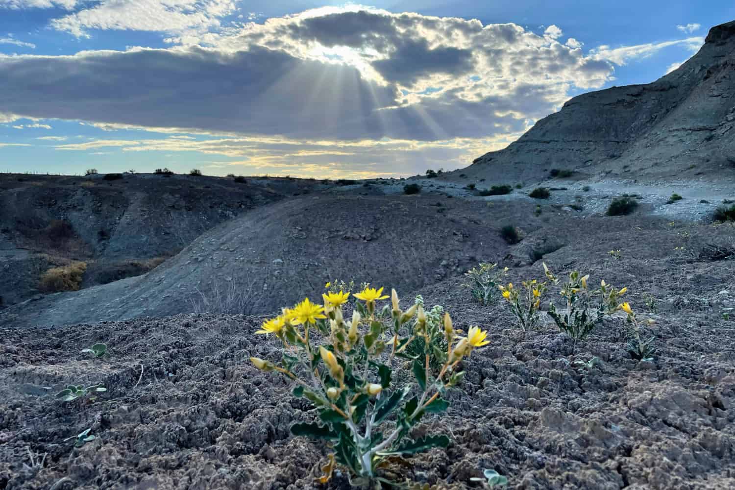 A low, bushy plant with several open yellow flowers and pale unopened buds, growing close to the ground in bare, crumbling soil. A second, smaller plant of the same kind stands to the right. Behind, bare eroded slopes rise towards a rocky ridge, under a blue sky with sunbeams breaking through a bank of cloud near the horizon.