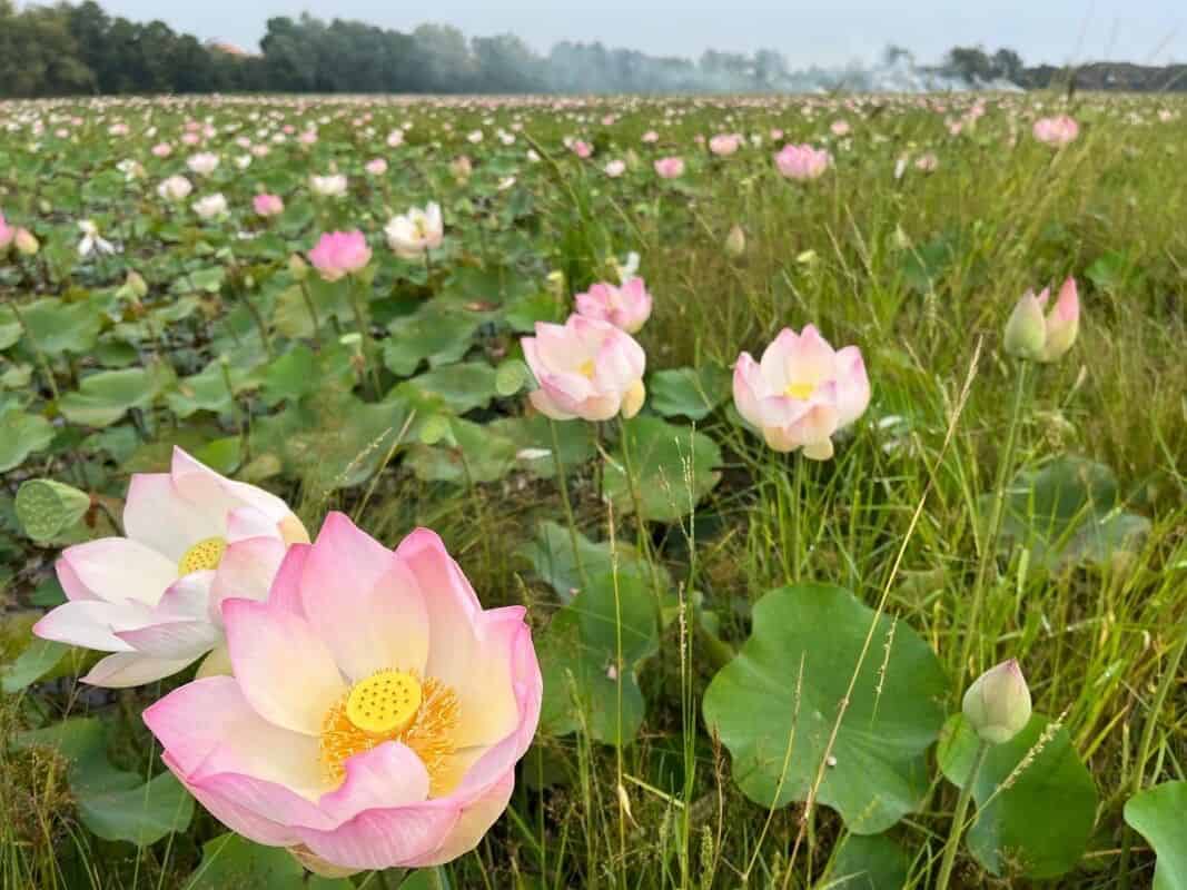 A wide lotus swamp in flower, with a large pale pink flower open in the foreground. Its petals shade from deep pink at the tips to cream at the base, framing a flat-topped yellow receptacle pitted with small holes, each containing a developing seed, and ringed by a dense fringe of yellow stamens. Behind it, dozens more flowers at different stages — tight pointed buds, part-open cups, and fully open blooms — stand on stalks above round green leaves reaching to the horizon. Coarse grasses grow along the near bank; a low treeline and thin smoke lie in the distance.