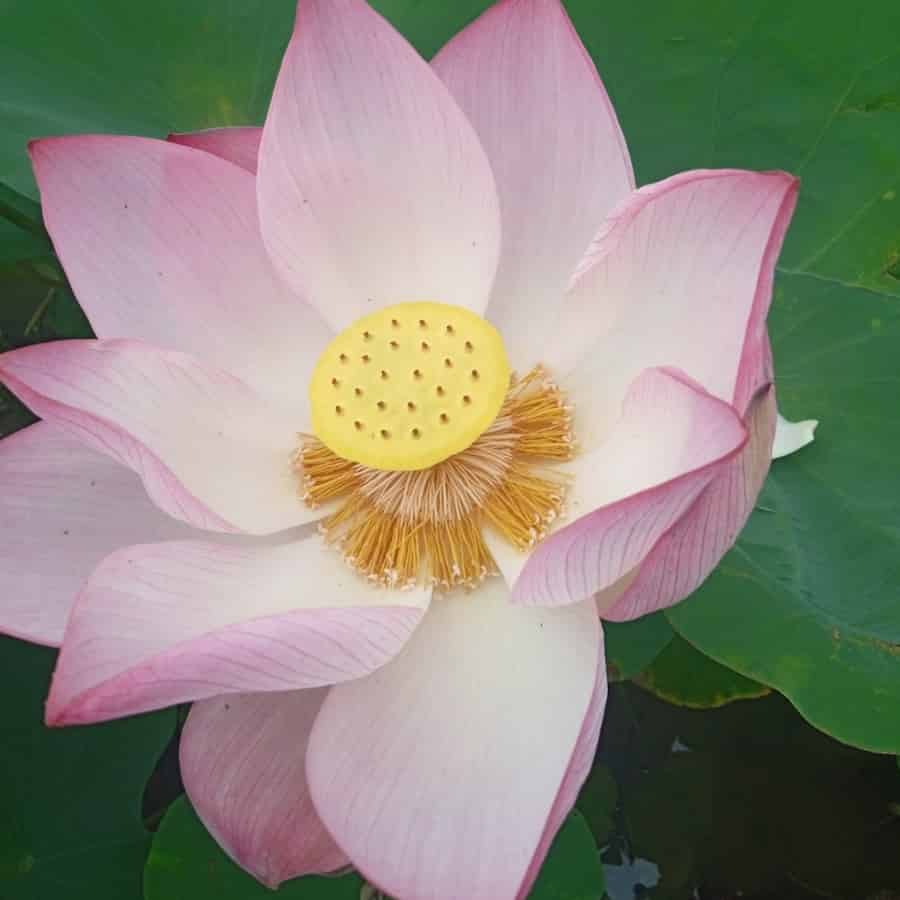 A lotus flower photographed from above, fully open. Broad petals, pink at the tips and white towards the centre with fine darker pink veining, are spread flat. At the centre sits a domed yellow receptacle like a flat-topped shower head, its surface pitted with around thirty holes, each holding a developing seed with a small dark stigma at its mouth. A ring of stamens surrounds the receptacle: the inner ones pale and standing upright, the outer ones splayed outwards and tipped with yellow anthers that have opened to shed pollen. Behind the flower, large green lotus leaves and dark water.
