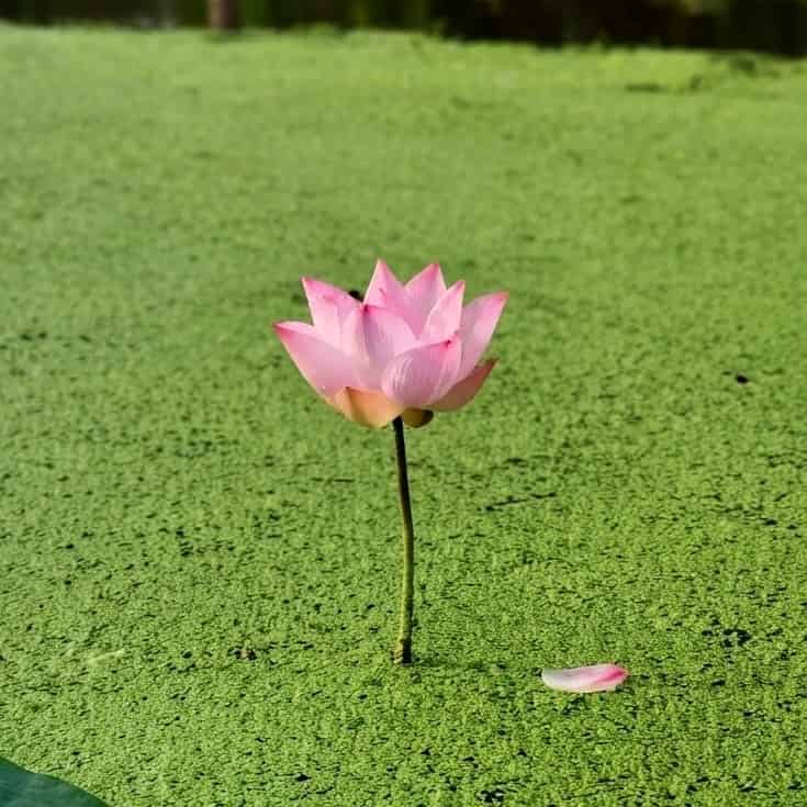 Nelumbo nucifera