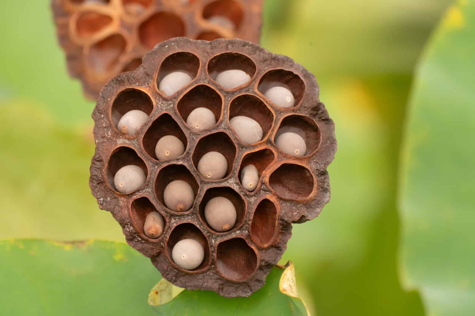 A dried lotus seed head, photographed close up against blurred green leaves. The woody, brown, roughly circular receptacle is pitted with about twenty deep cavities arranged in a honeycomb, each opening rounded and separated by thick ridged walls. Most cavities hold a single smooth grey-brown nut sitting loose at the bottom, each with a small dark point at its tip; several cavities are empty. A second, similar seed head is out of focus behind.
