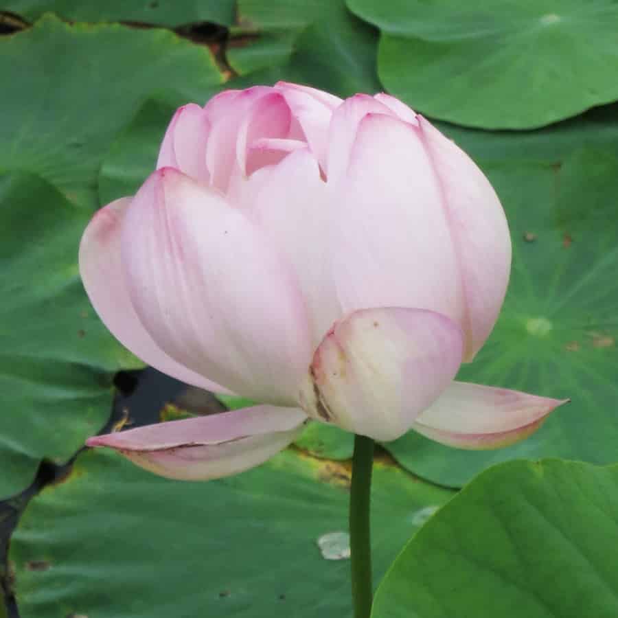 A pale pink lotus flower in a partly open state, photographed from the side against a background of large green lotus leaves. The outer petals have opened and bent back or fallen away, while the inner petals remain furled into a closed cup, hiding the centre of the flower entirely. The petals are white towards the base, deepening to pink at the tips, with fine longitudinal veining. The flower is held on a smooth green stalk rising clear of the leaves below.