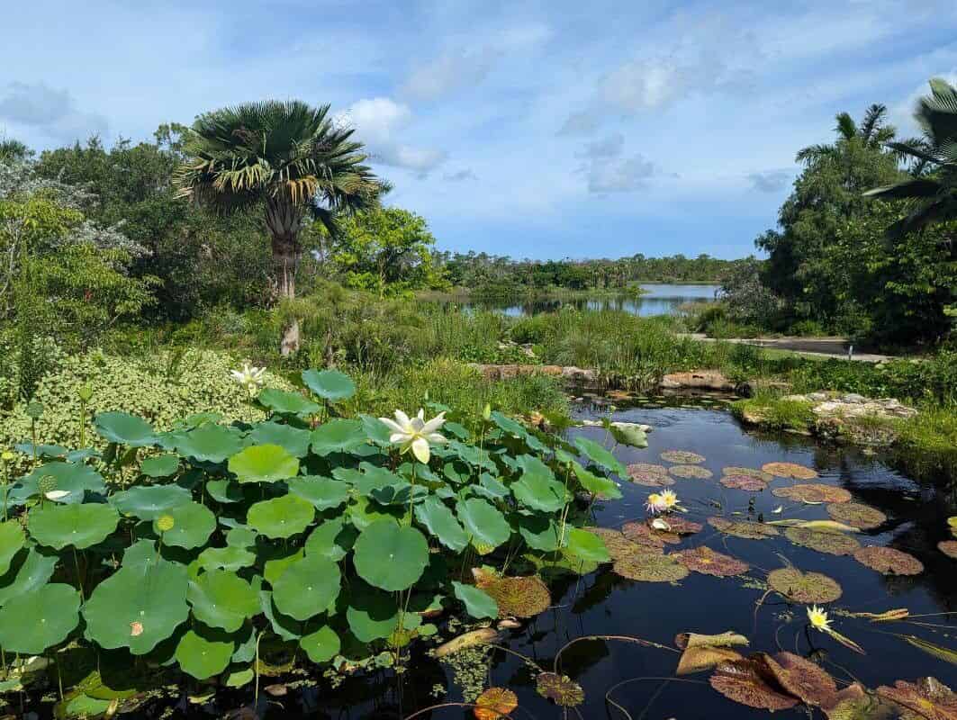 A tropical garden pond. On the left, a stand of lotus with round blue-green leaves held on upright stalks above the water, and a single pale cream flower open among them. On the right, true water lilies of a different species, their mottled reddish-green pads lying flat on the dark water surface with pale flowers sitting at water level between them. Beyond the pond, a fan palm, dense green scrub and a larger lake under a blue sky with scattered cloud.