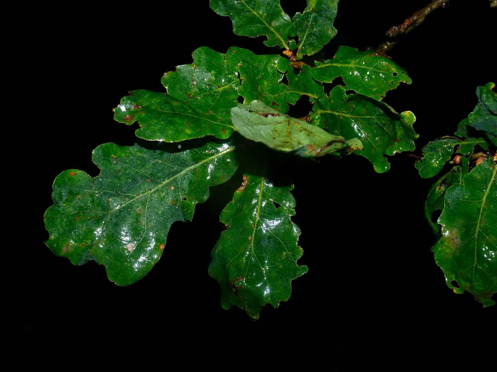 A twig of rain-soaked English oak leaves photographed at night against a black background. Water lies across the leaves in a bright film, catching the flash in long streaks and scattered droplets rather than beading up. The leaves are deep green and lobed, marked with small rust-coloured spots and several chewed notches and holes along their edges. One leaf near the centre is turned to show its duller, paler underside. A brown twig runs off to the upper right.