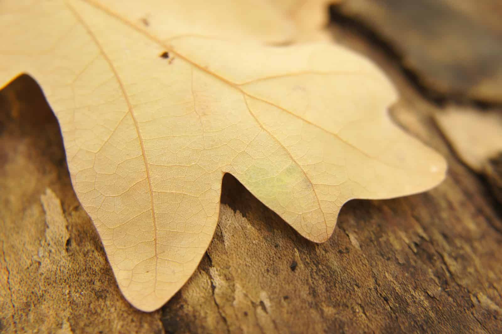 Close-up of a fallen oak leaf lying on weathered wood, filling most of the frame. The leaf has dried to a pale, uniform straw-yellow, with only a faint patch of green surviving near one lobe. Its network of veins stands out in slightly darker gold, branching from a central midrib down to a fine mesh between them. A few small dark specks sit on the surface. The wood beneath is soft brown and out of focus, and the light is warm and low.