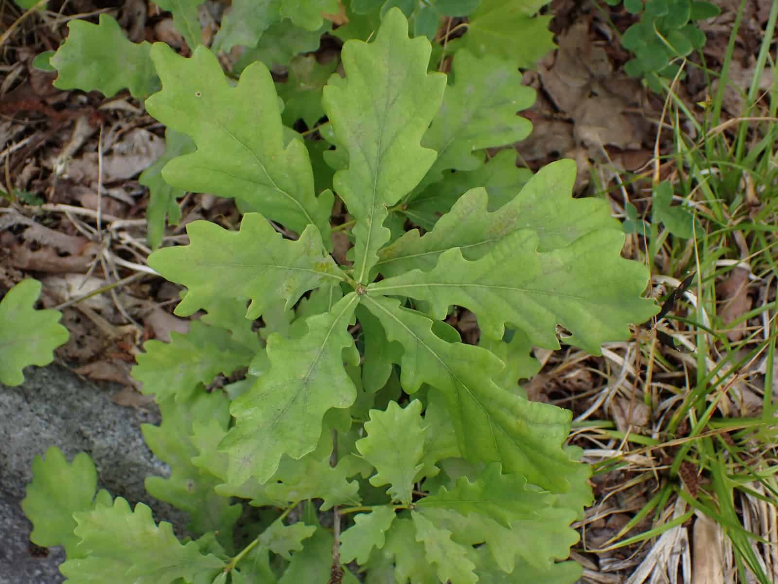 A young oak sapling seen from above, its lobed leaves radiating outwards from a central point in overlapping rosettes. The leaves are a soft mid-green, fully expanded but still fresh, with wavy edges and pale midribs. They sit against a background of dry brown leaf litter, grass and a patch of pale stone.