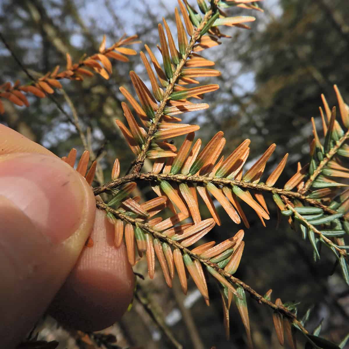 A finger and thumb holding a conifer twig, its flat needles mostly browned to orange with a few still green, against a blurred background of branches and sky.