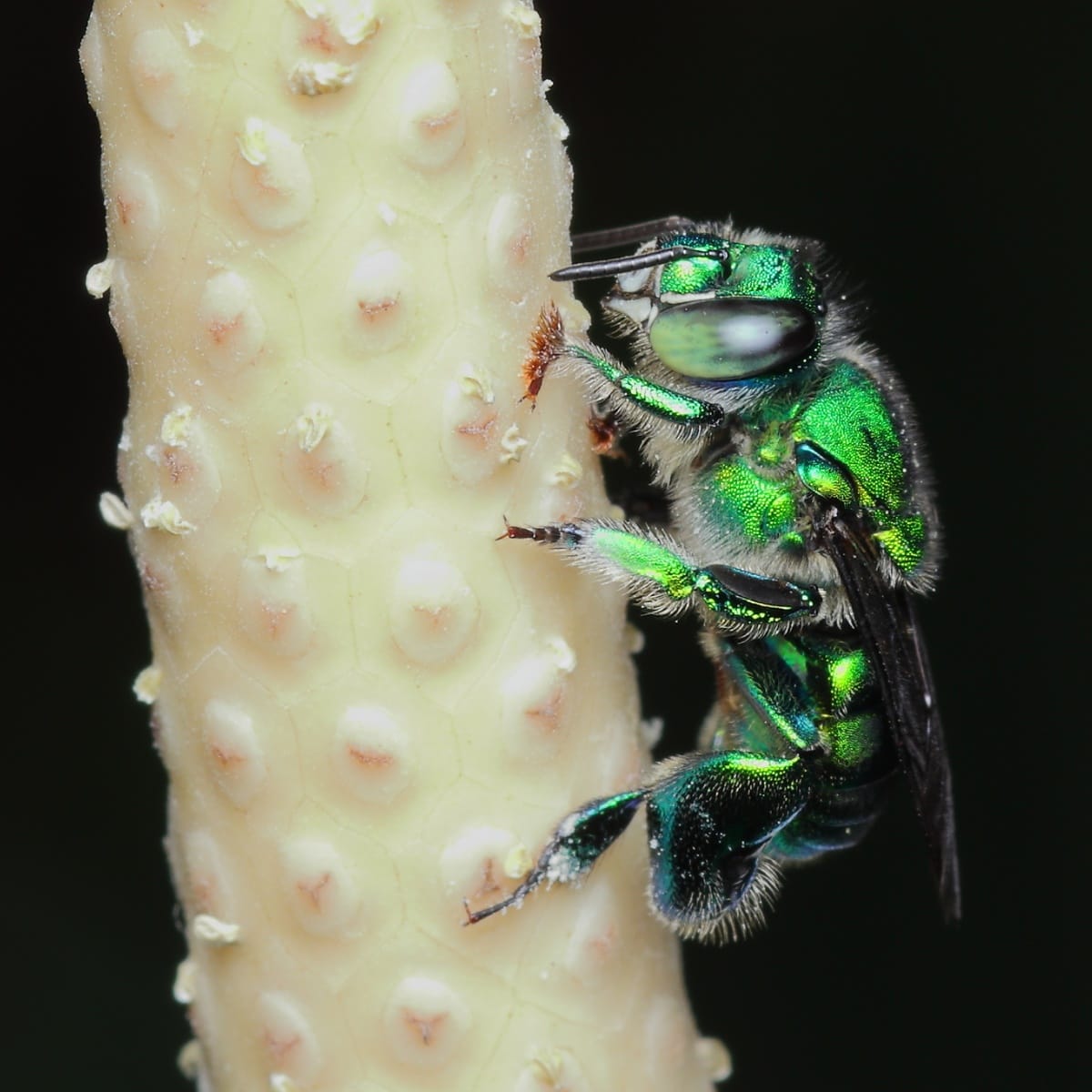 When the Fragrance of Flowers Changes: How Global Warming Can Affect Communication Between Plants and Pollinators