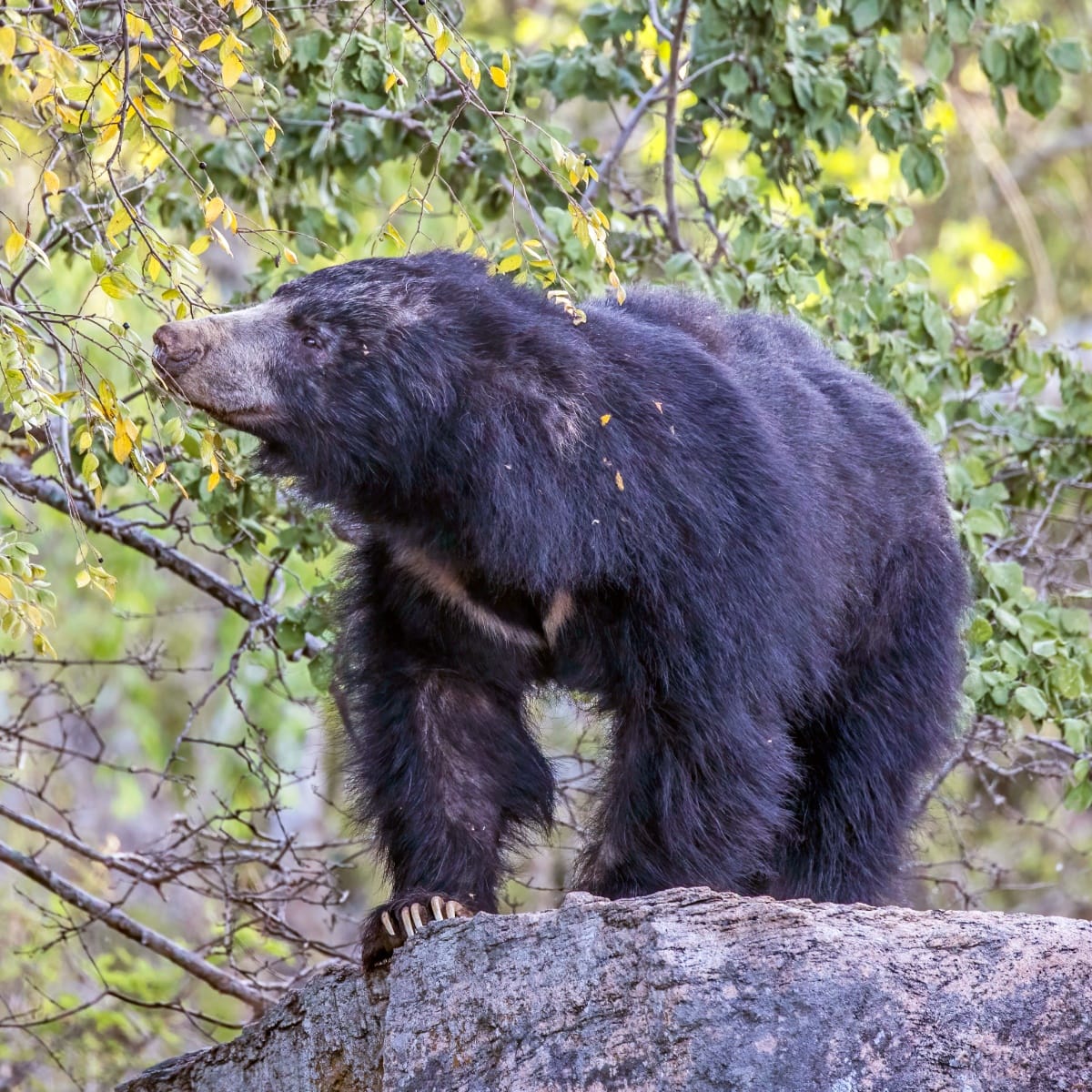 Why Some Plants Need a Bear's Stomach to Sprout