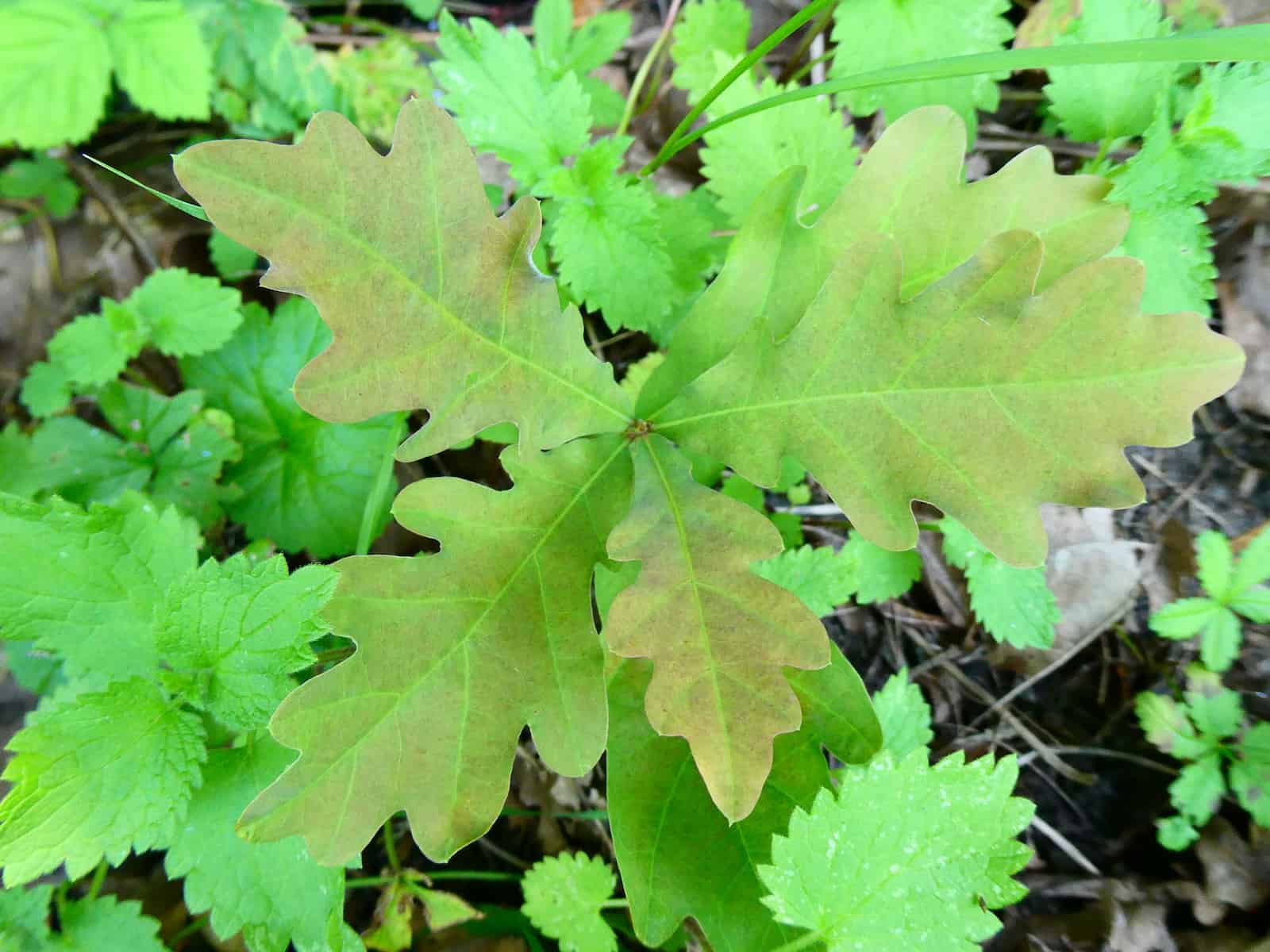 A young oak seedling photographed from directly above, its four lobed leaves spreading out from a single point at the centre like a rosette. The leaves are freshly expanded and tinged bronze along their edges, shading to green towards the pale midribs. They spread over a low tangle of bright green woodland-floor plants and dead twigs.