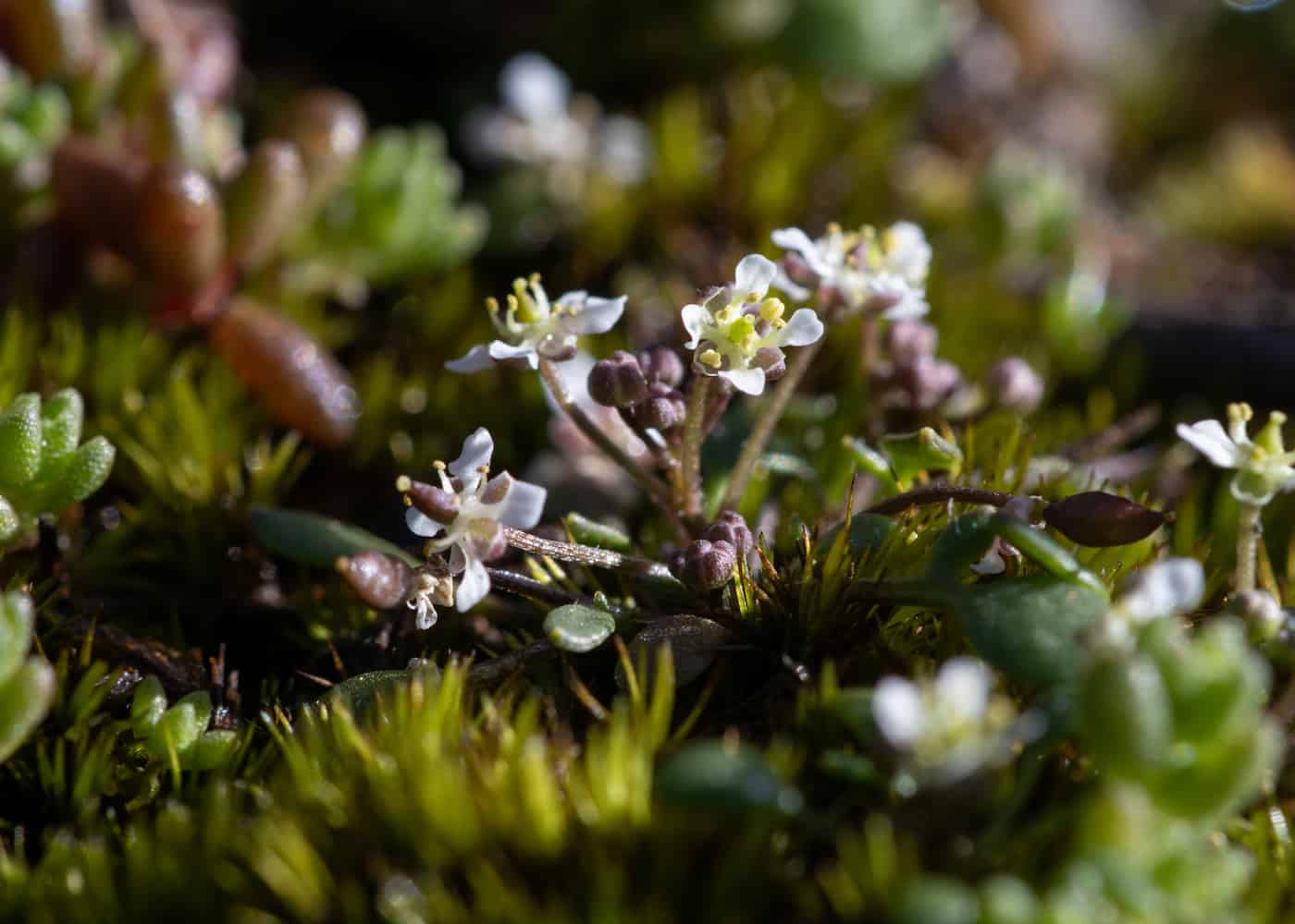 Multiple flowers held on short scapes.