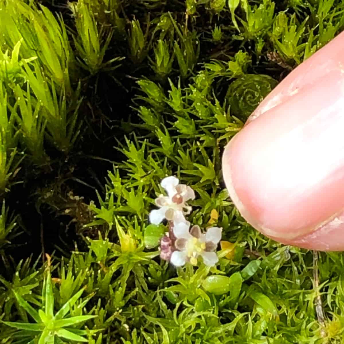Flowers dwarfed by what looks like a giant's fingernail.