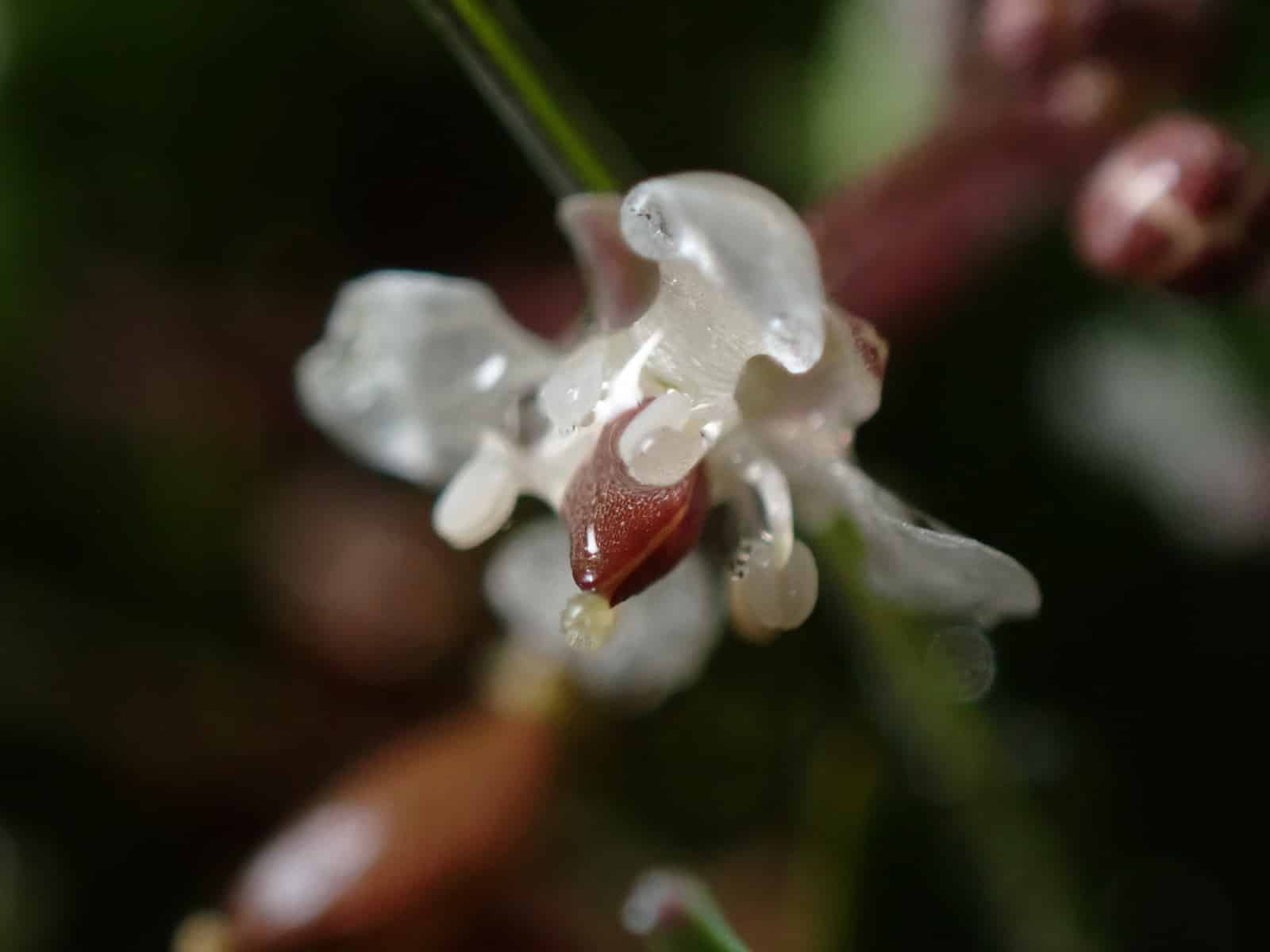 Close up of a Ballantinia pumilio flower