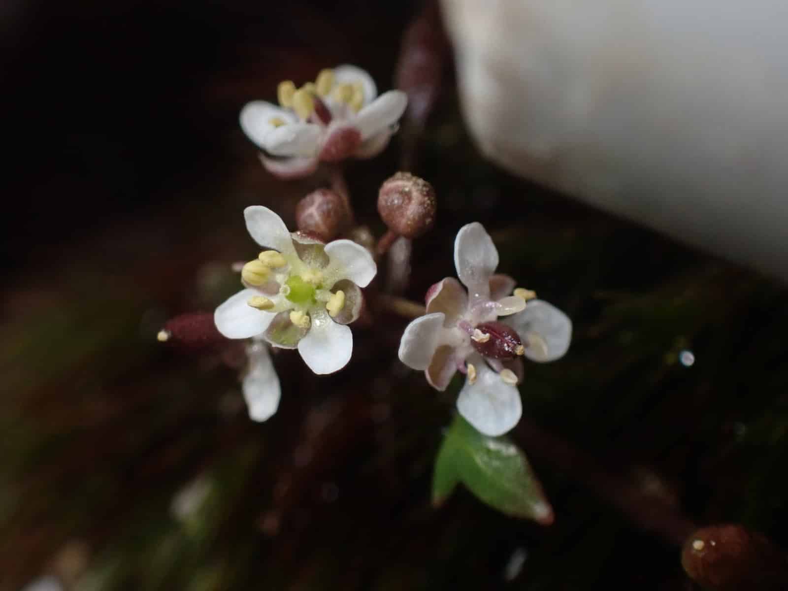 Ballantinia pumilio flowers showing white crosses from four petals, and pale yellow stamens.