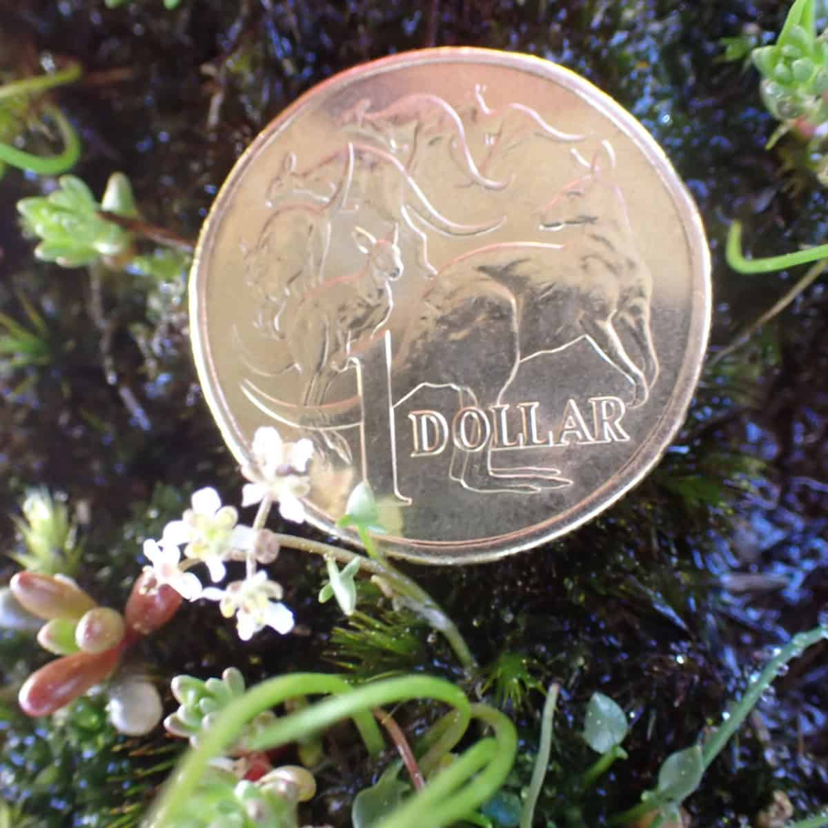 A dollar coin dwarfing the Ballantinia flowers