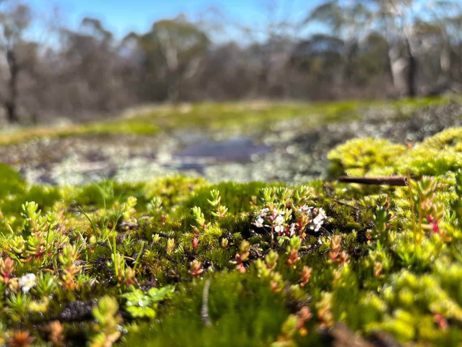 Ballantinia pumilio in its natural habitat
