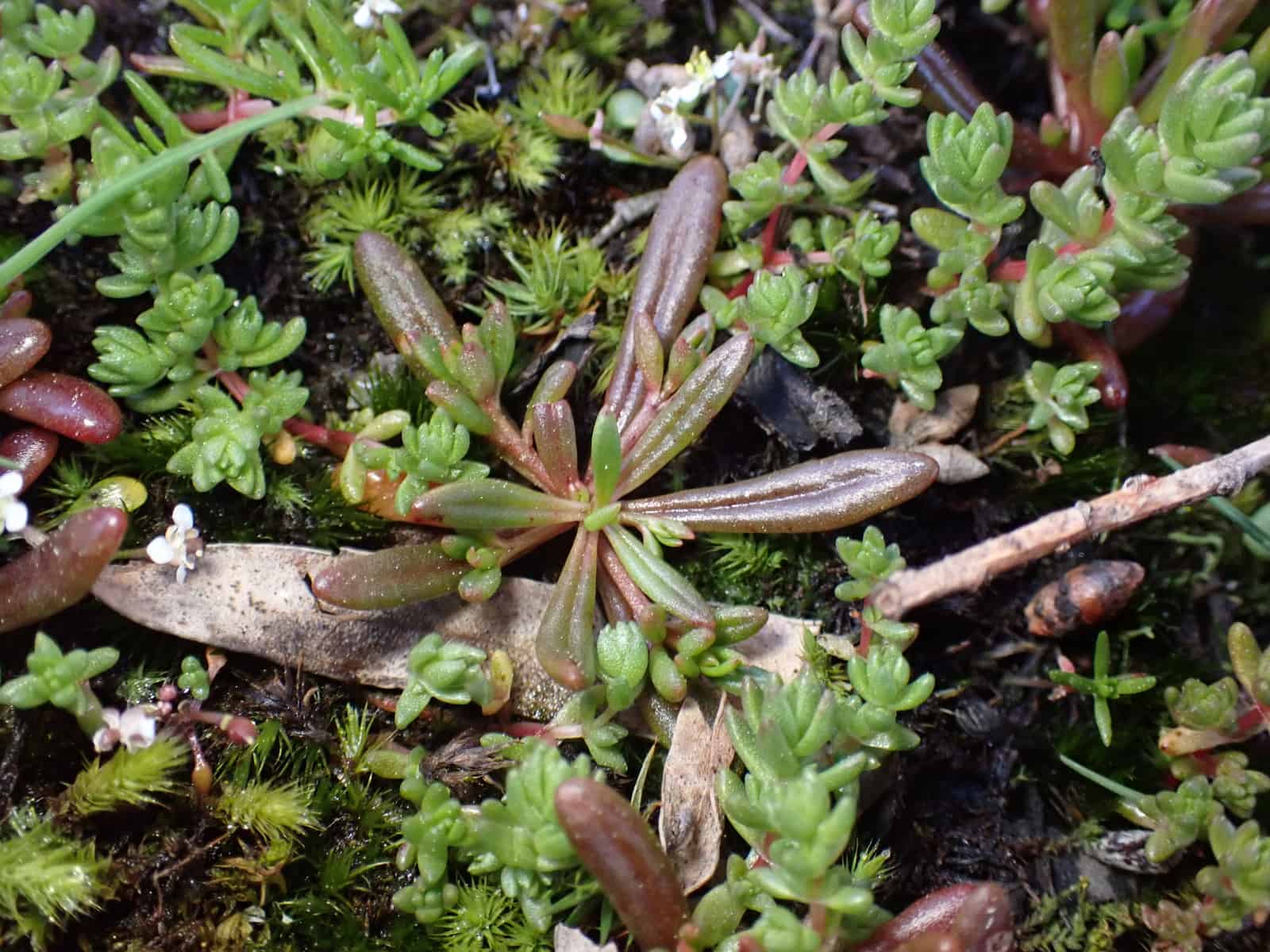 Ballantinia pumilio showing a rosette of leaves