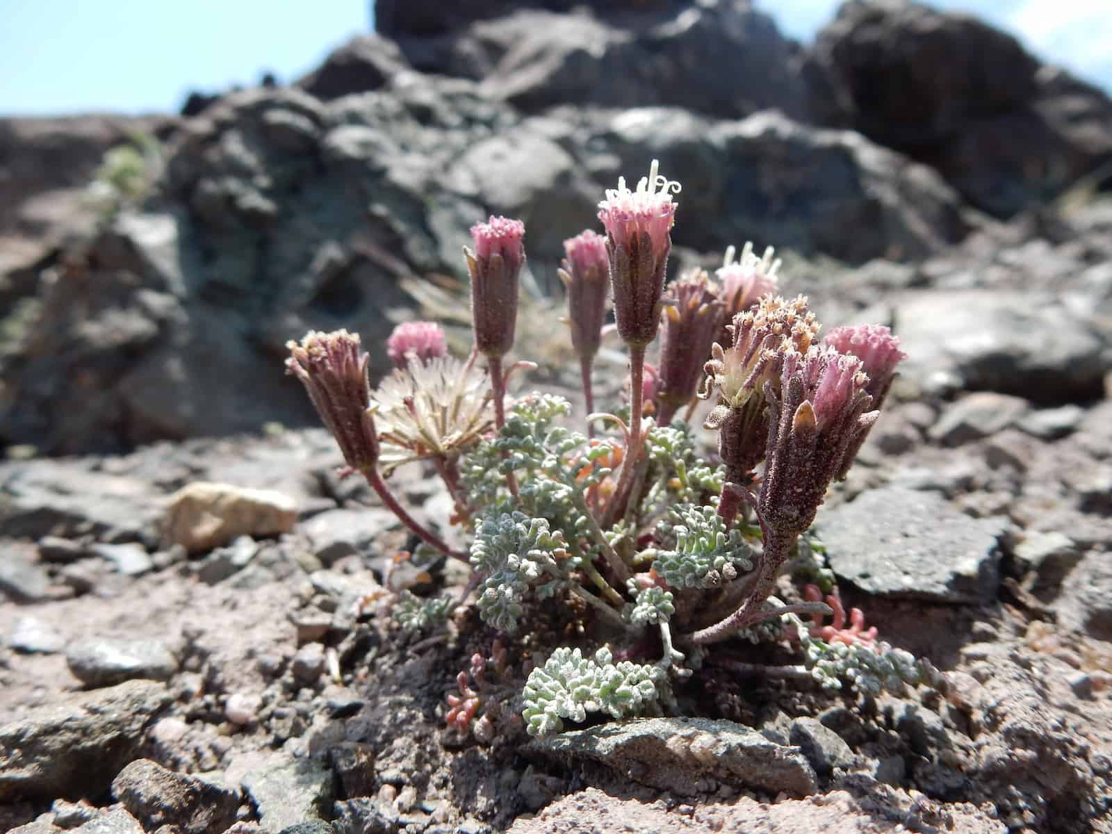 Purple flowers of a forb stand up from a small rosette of leaves crammed into a crevice in the rocks.